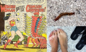 The victorious centipede of comic lore, the losing gladiator, and my very red foot, post-fanging.