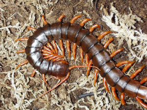 A relative of the Chinese Red-Head, the Vietnamese Centipede. Frankly, I'd rather not have either one anywhere near me. (Image courtesy of http://animal-world.com.)